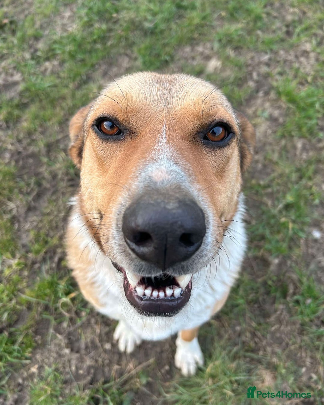 Mixed Breed dogs for adoption: MARSHALL the Marvellous - Image 16