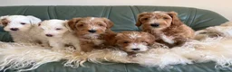 Australian Labradoodle dogs for sale: Stunning multigen Australian labradoodles - Advert 6