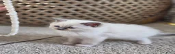 Ragdoll cats for sale: Zamir Ragdoll Family - Advert 27