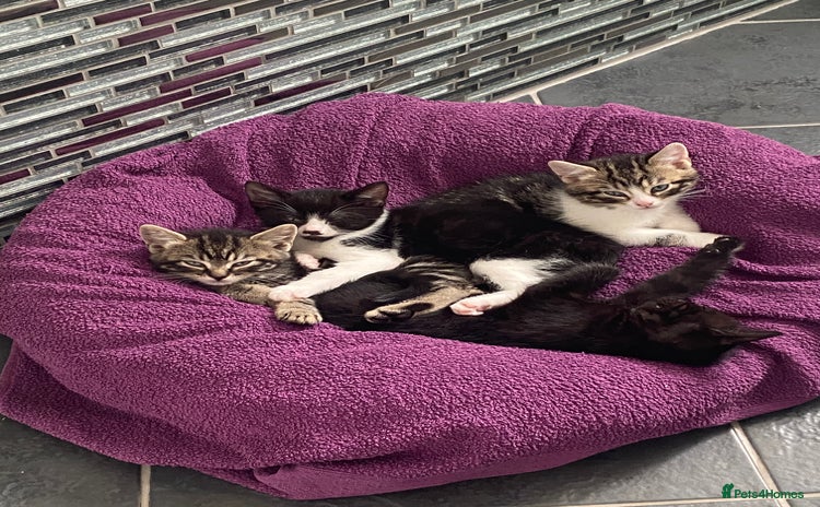 Mixed Breed cats - Advert 3