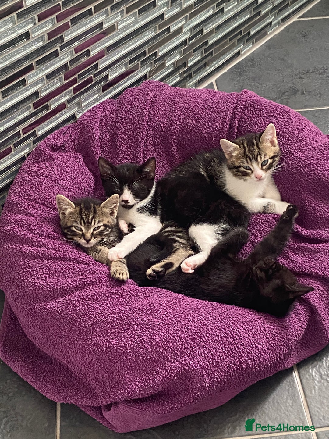 Mixed Breed cats for sale: Four nice kittens!!! - Image 1