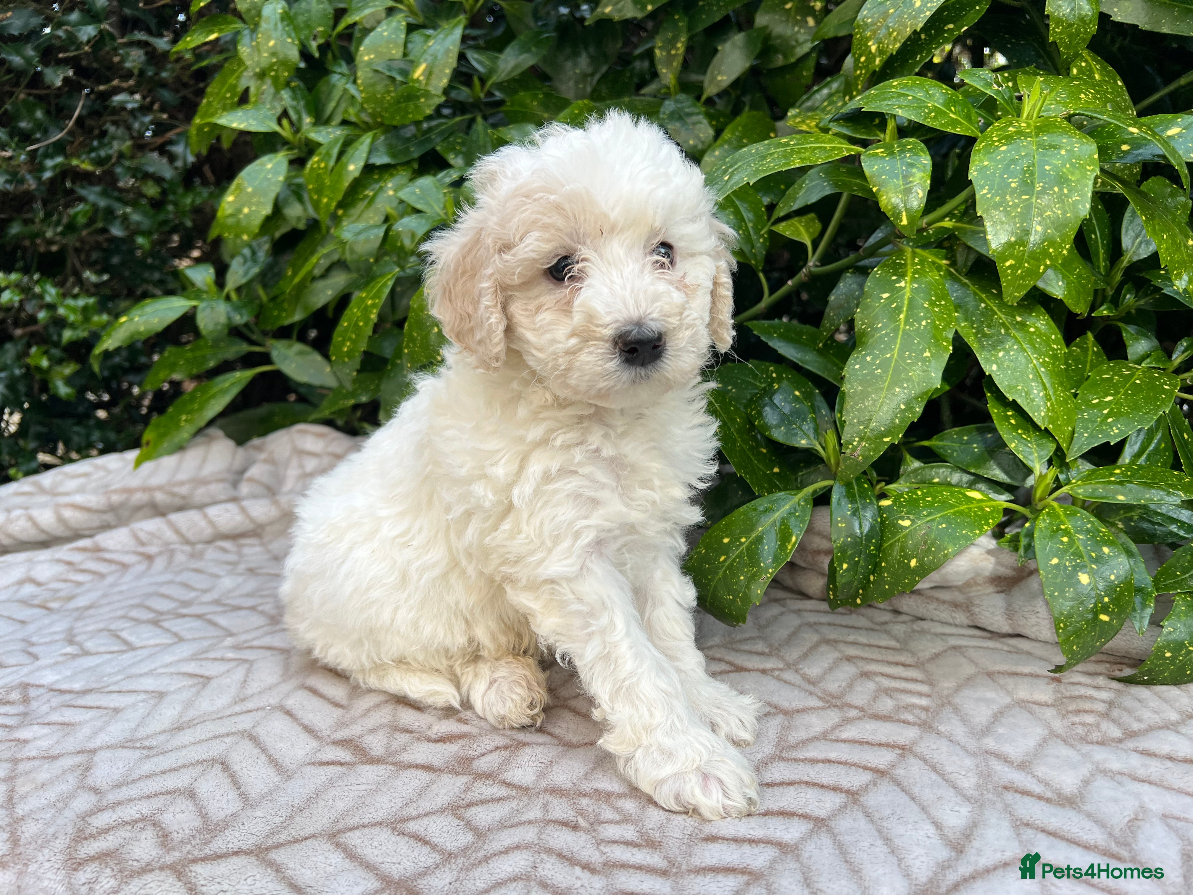 Bordoodle dogs F1b Bordoodle, DNA testing,full refund guarantee  - Advert 5