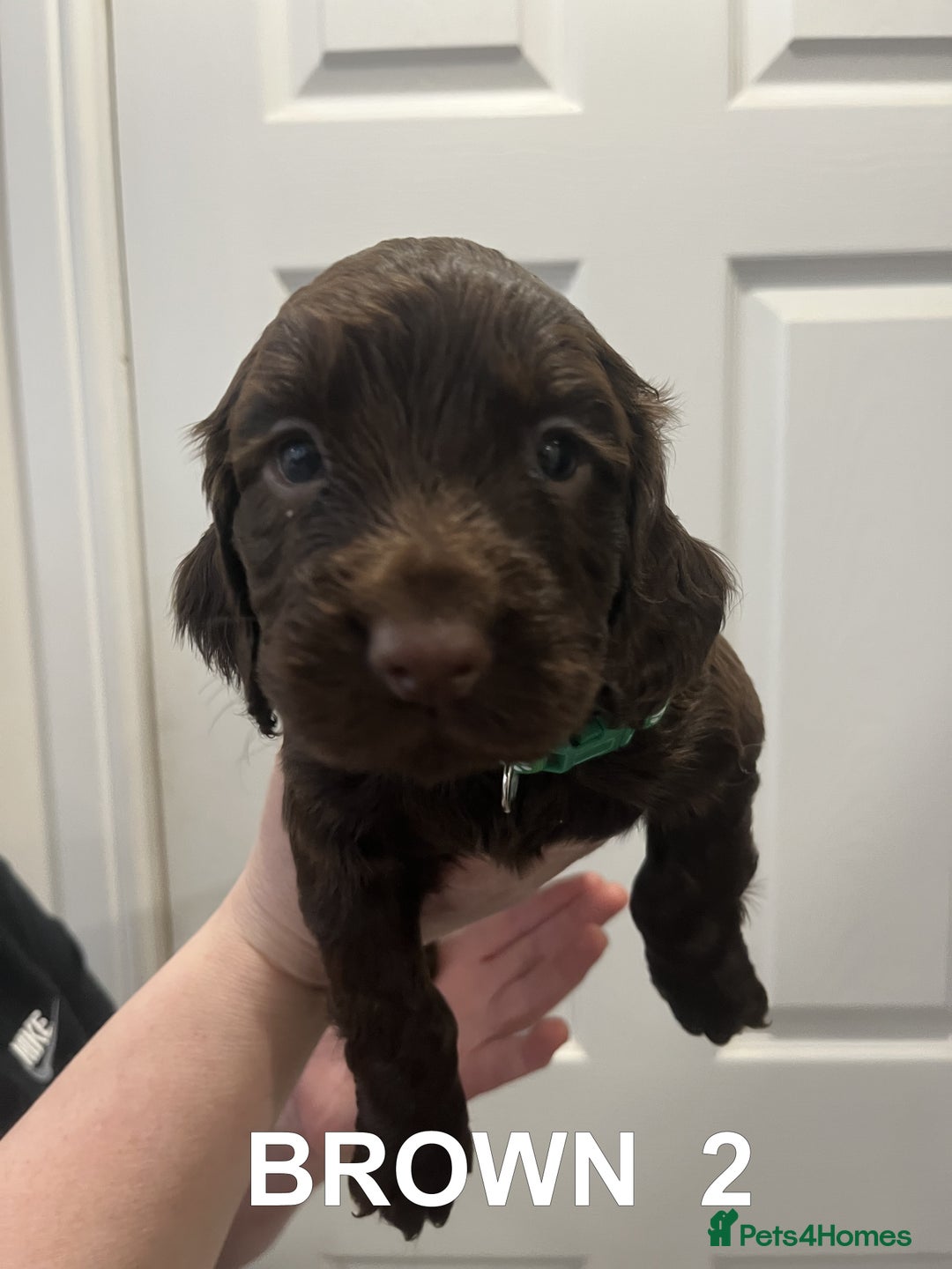 Cocker Spaniel dogs for sale: Working Cocker Spaniel Pups - Advert 4
