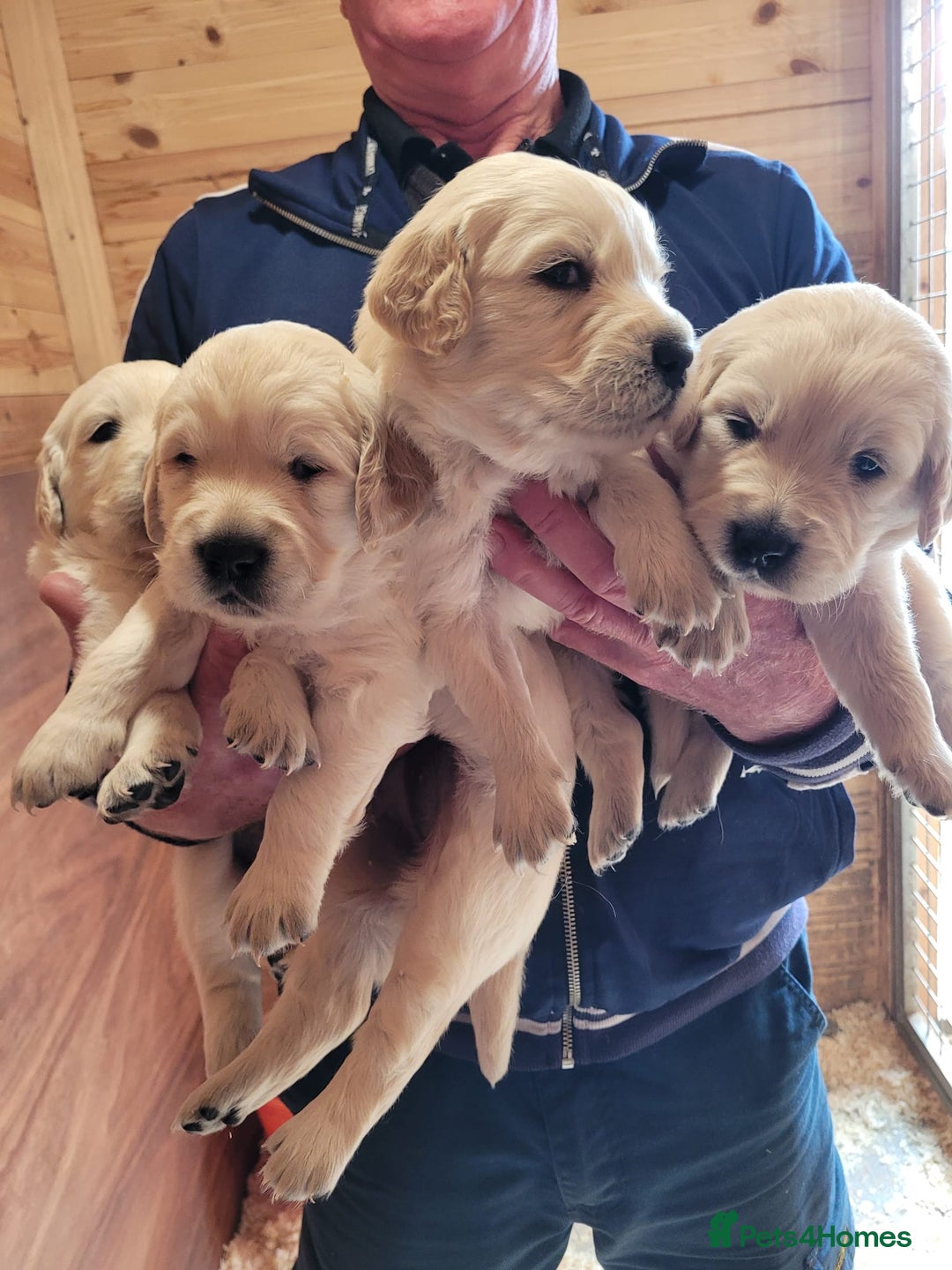 Golden Retriever dogs for sale: Golden retriever puppies  - Image 8