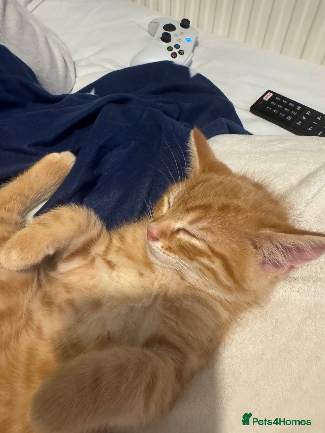 Mixed Breed cats for sale: 10 week old male ginger kitten - Advert 2