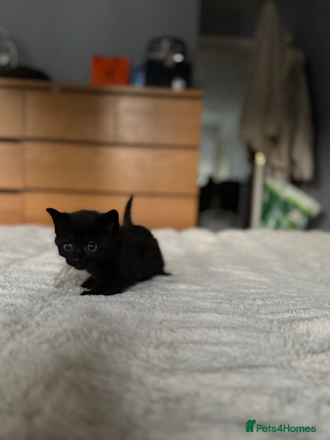 Domestic Shorthair cats for sale: 6 beautiful kittens - Image 12