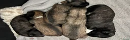 Lhasa Apso dogs for sale: Lhasa Apso puppies  - Advert 7