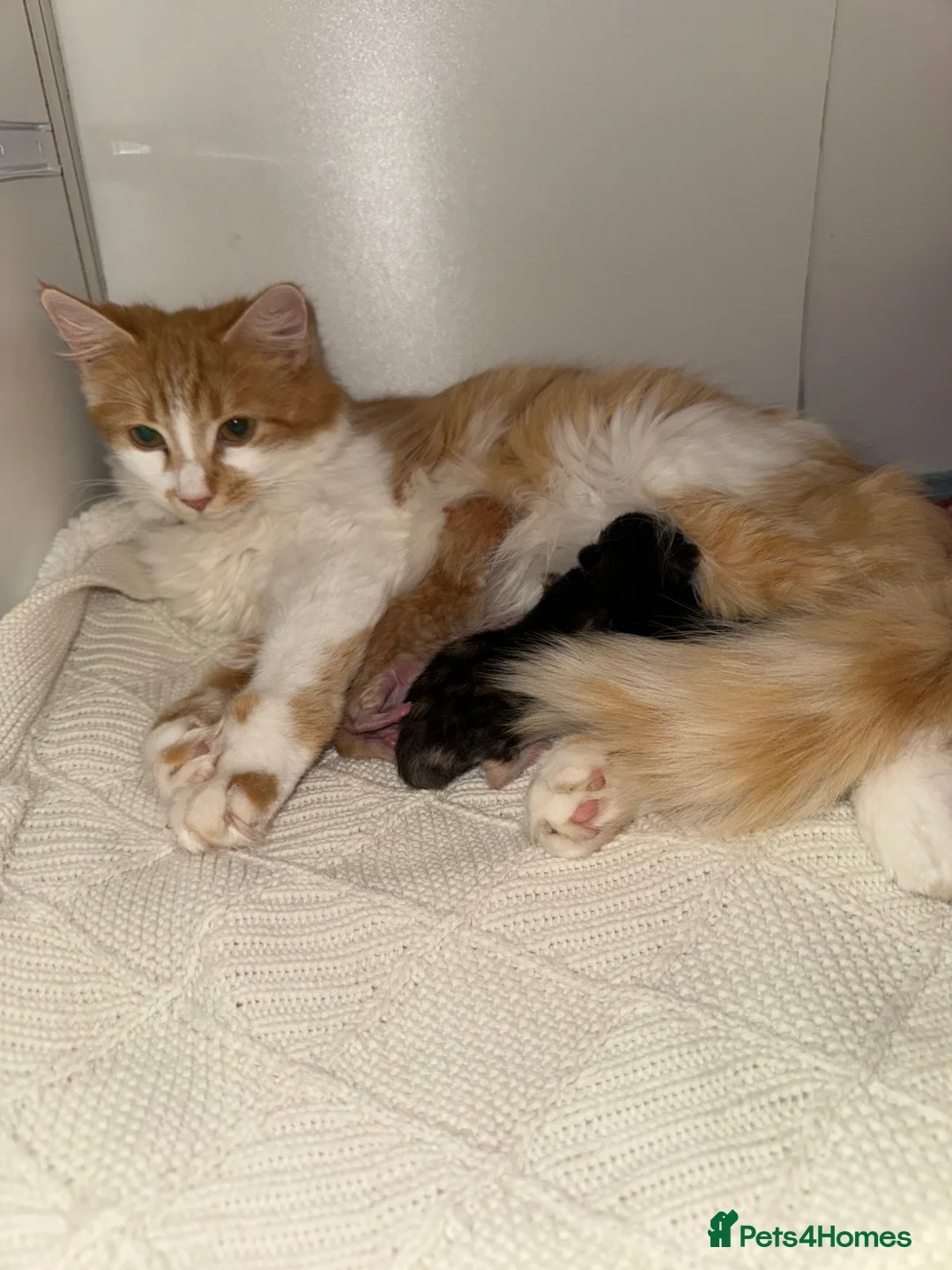 Mixed Breed cats for sale: Short haired mixed breed kittens  - Advert 1