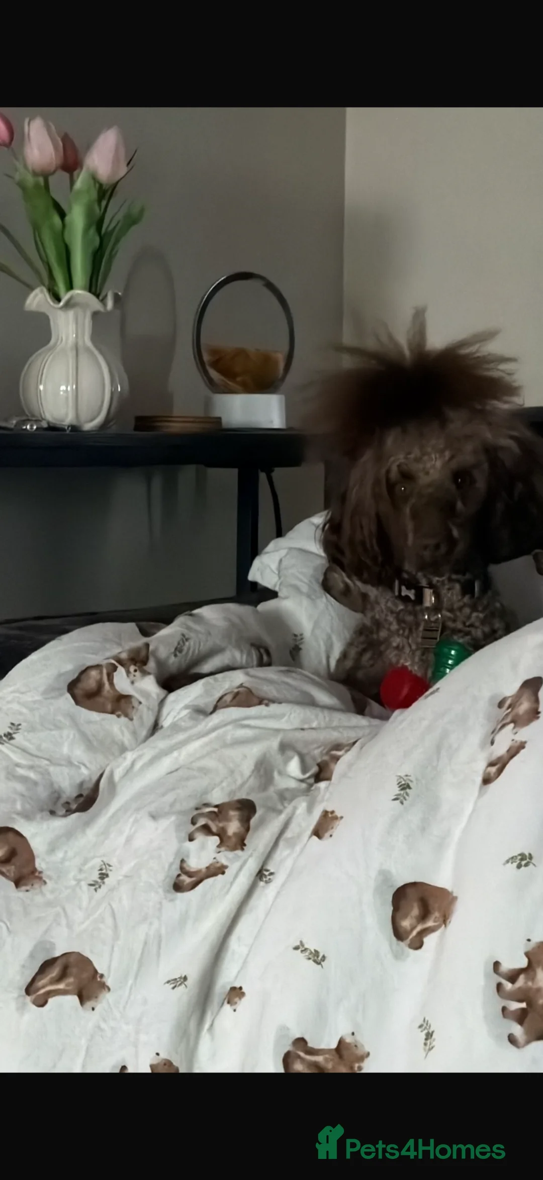 Poodle dogs for sale: Beautiful Mayan poodle in Fareham - Advert 2