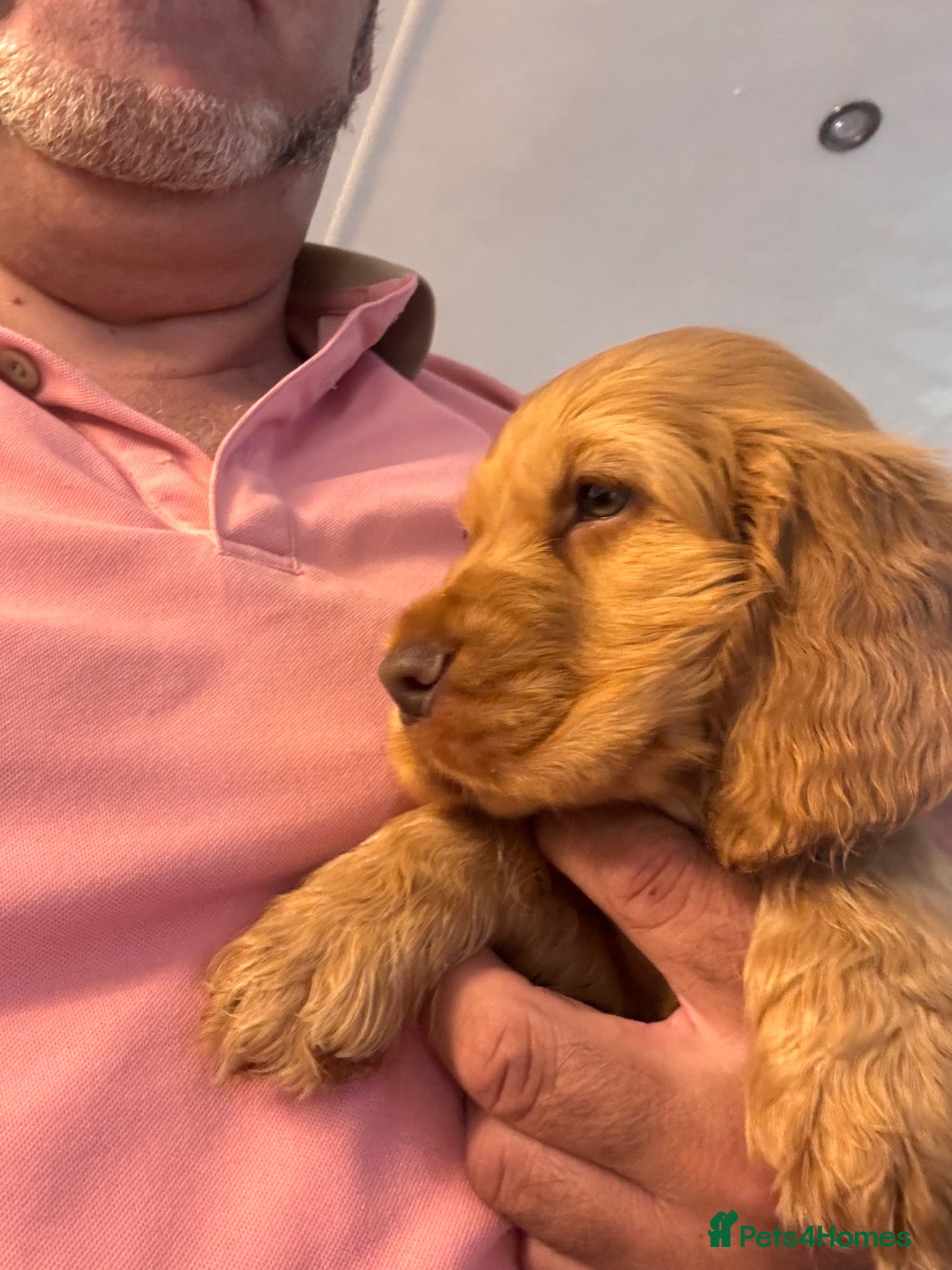 Cocker Spaniel dogs Cocker spaniel puppies  - Advert 2