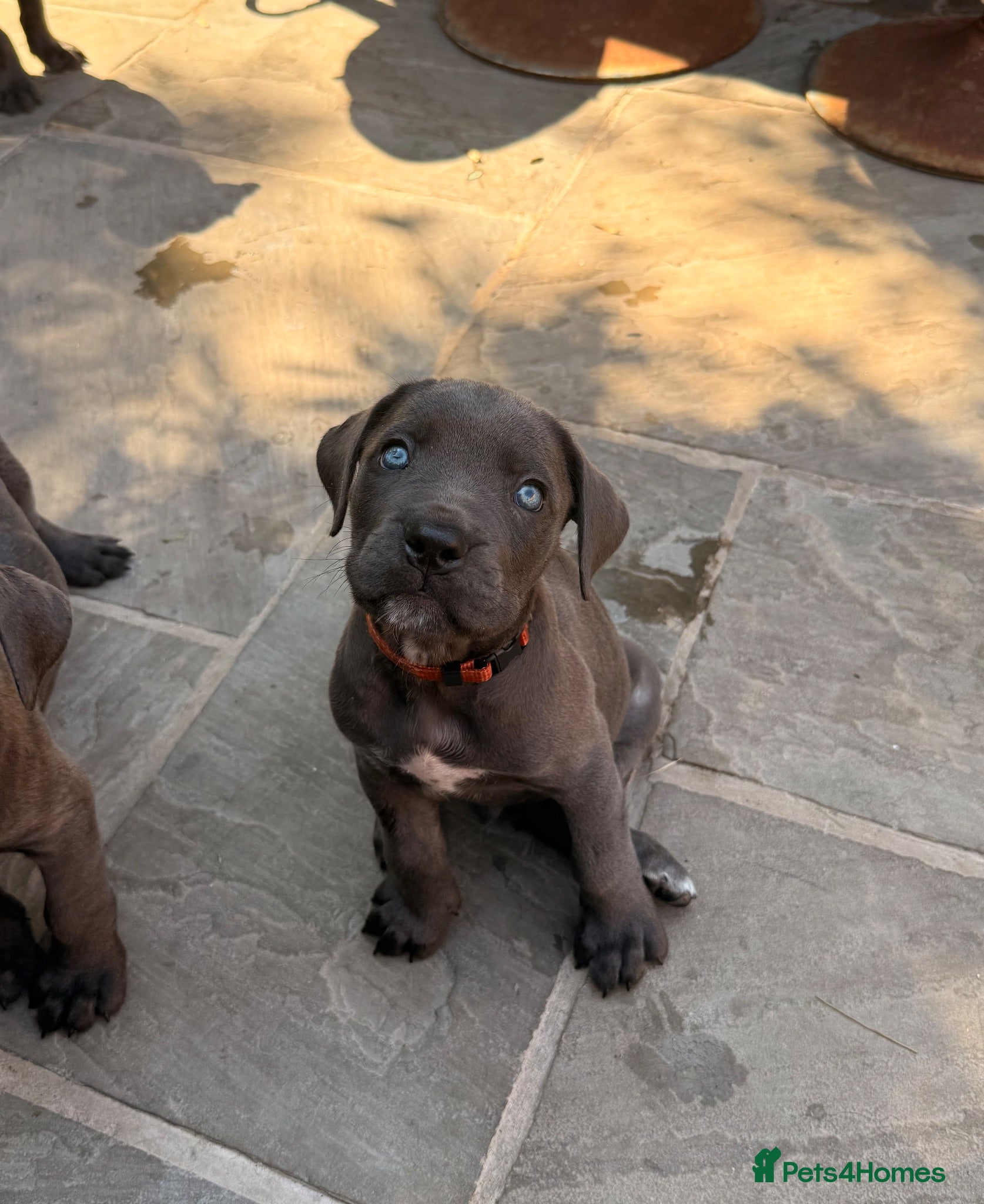 Cane Corso dogs X-Man Bloodline, Pedigree Cane Corso Puppies - Advert 4