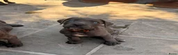 Cane Corso dogs for sale: X-Man Bloodline, Pedigree Cane Corso Puppies - Advert 1