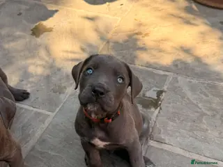 Cane Corso dogs X-Man Bloodline, Pedigree Cane Corso Puppies - Advert 4