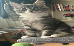 Maine Coon cats for sale: TICA Registered Maine Coons - Image 4