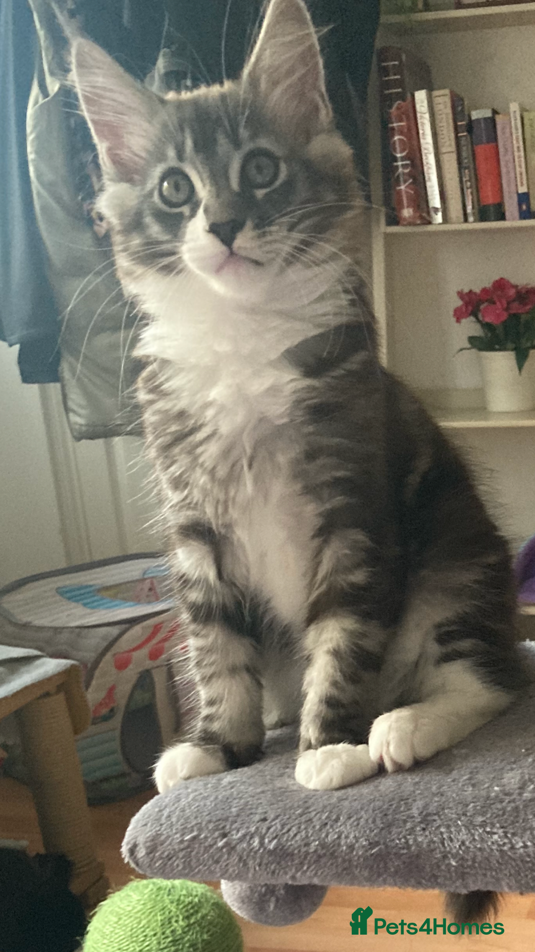 Maine Coon cats for sale: TICA Registered Maine Coons - Image 4