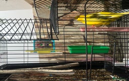 Lovebirds birds for sale: Male & female  - Advert 7