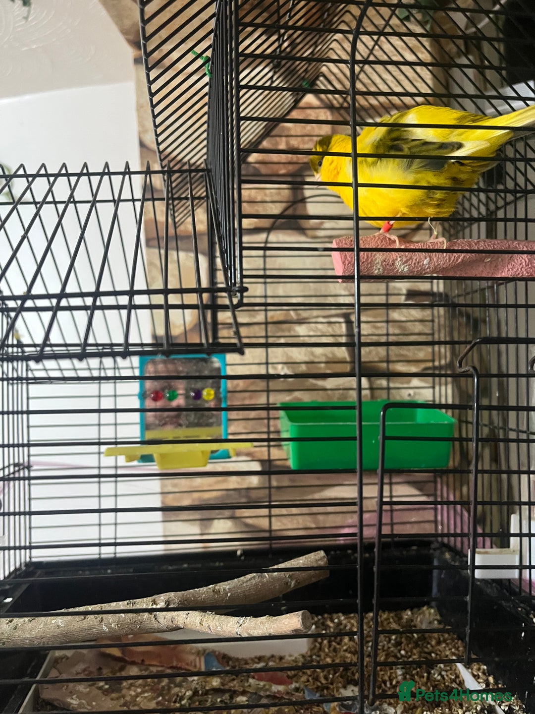 Lovebirds birds for sale: Male & female  - Advert 7