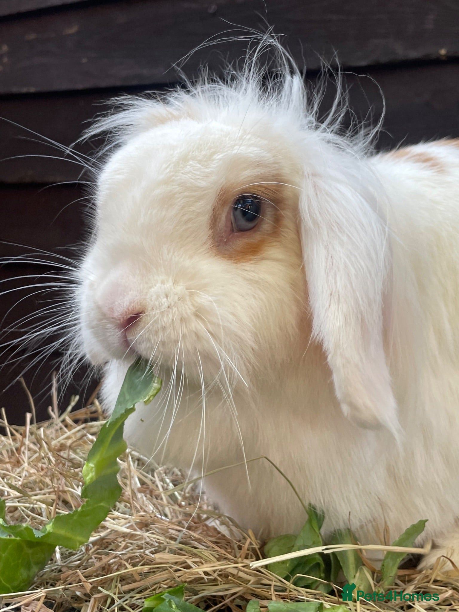 Mini Lop rabbits Adult & Baby Rabbits  - Advert 4