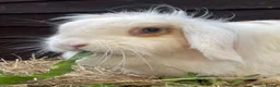 Mini Lop rabbits for sale: Adult Females + Males & Baby Male Rabbits  - Advert 8