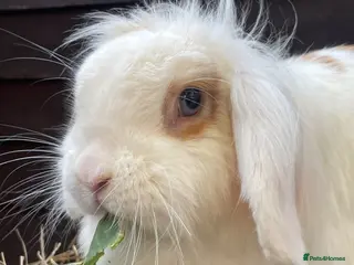 Mini Lop rabbits Adult & Baby Rabbits - Advert 4