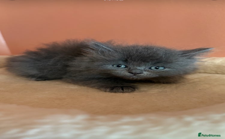 Ragdoll cats Ragdoll x British shorthair kittens - Advert 12