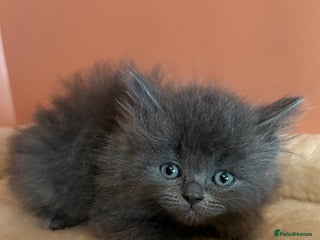 Ragdoll cats Ragdoll x British shorthair kittens - Advert 2