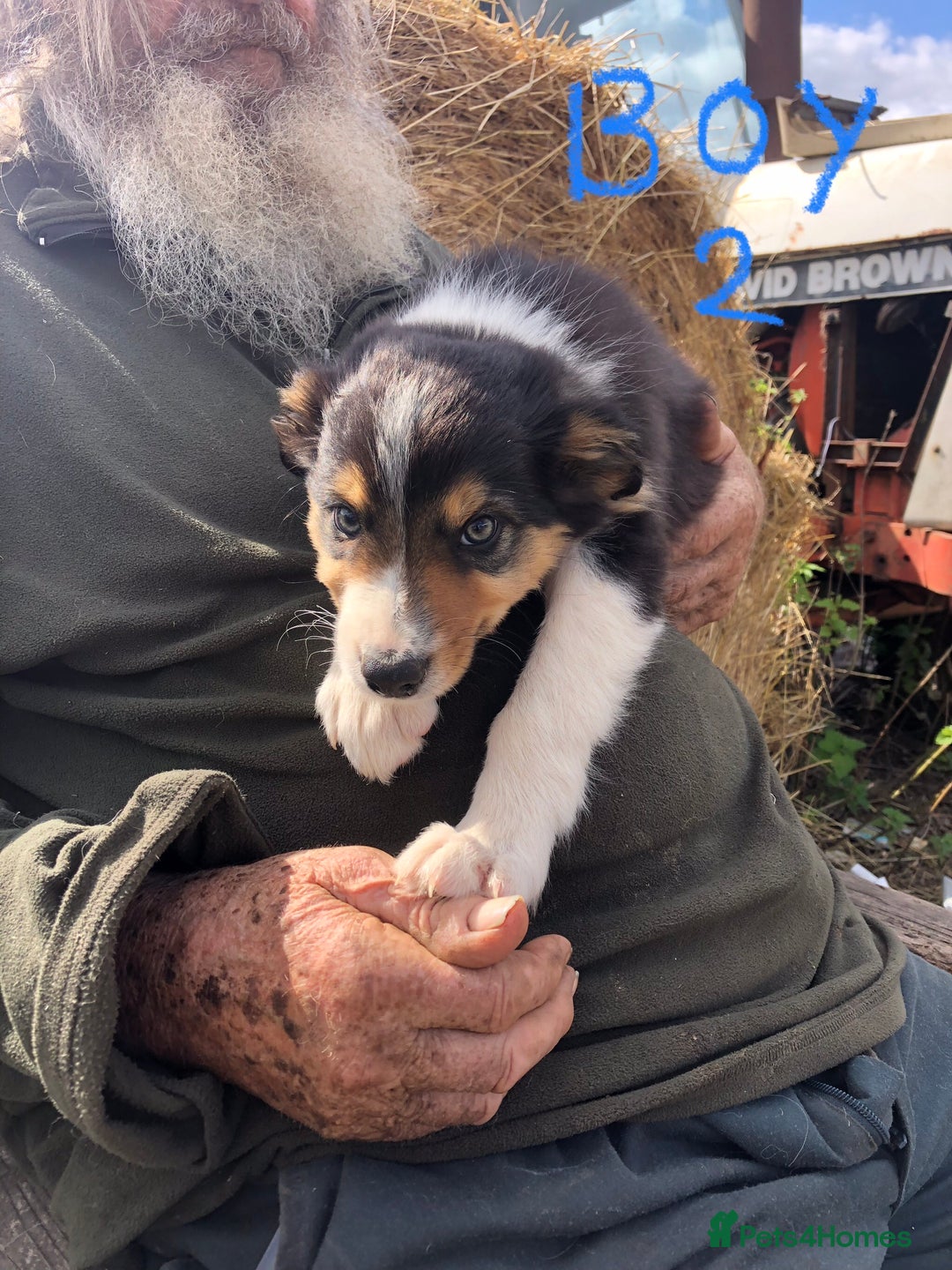 Border Collie dogs for sale: Traditional rough coated Border collie pups - Image 11
