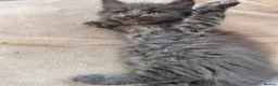 Maine Coon cats for sale: Rare Blue Smoke Maine Coon Kittens – Exceptional  - Advert 8