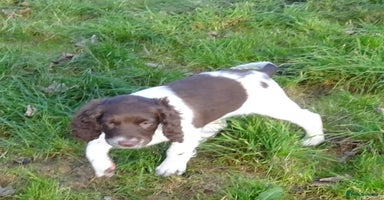 English Springer Spaniel dogs Gorgeous English Springer Spaniel Puppies  - Advert 2