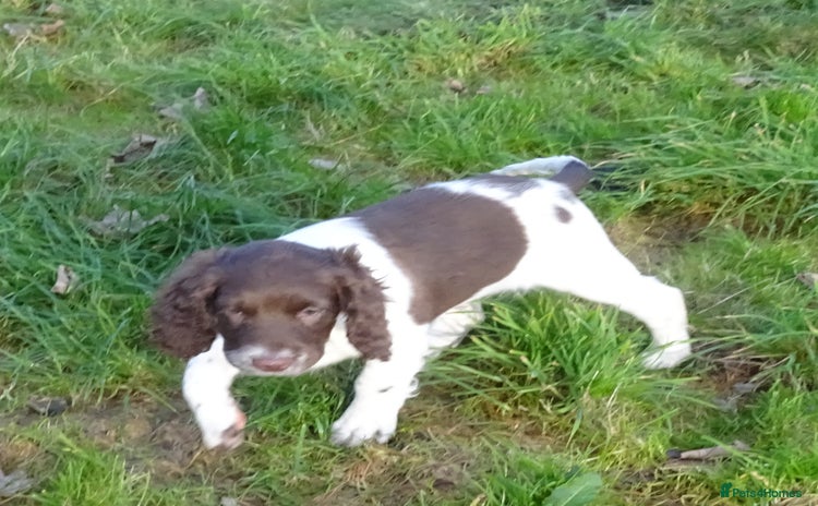 English Springer Spaniel dogs Gorgeous English Springer Spaniel Puppies  - Advert 4