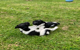 English Springer Spaniel dogs for sale: English Springer Spaniel Puppies for Sale - Image 20