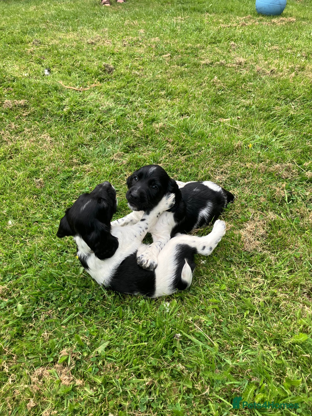 English Springer Spaniel dogs for sale: English Springer Spaniel Puppies for Sale - Image 20