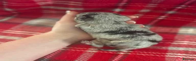 Pomchi Puppy 6