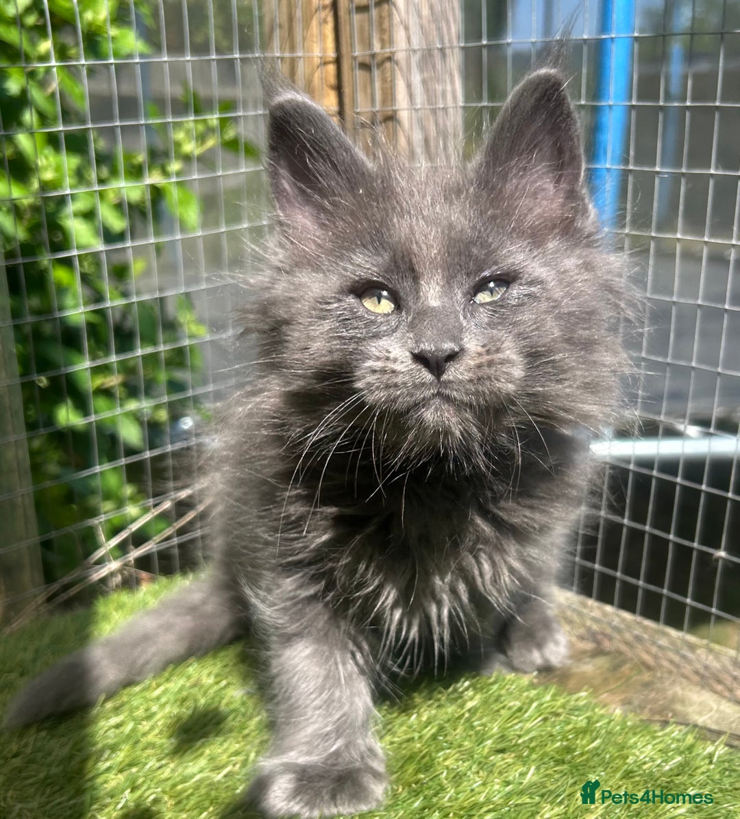 Maine Coon cats for sale: 🔥 TICA Maine coon kittens 🔥  READY NOW 💕💕 - Image 12