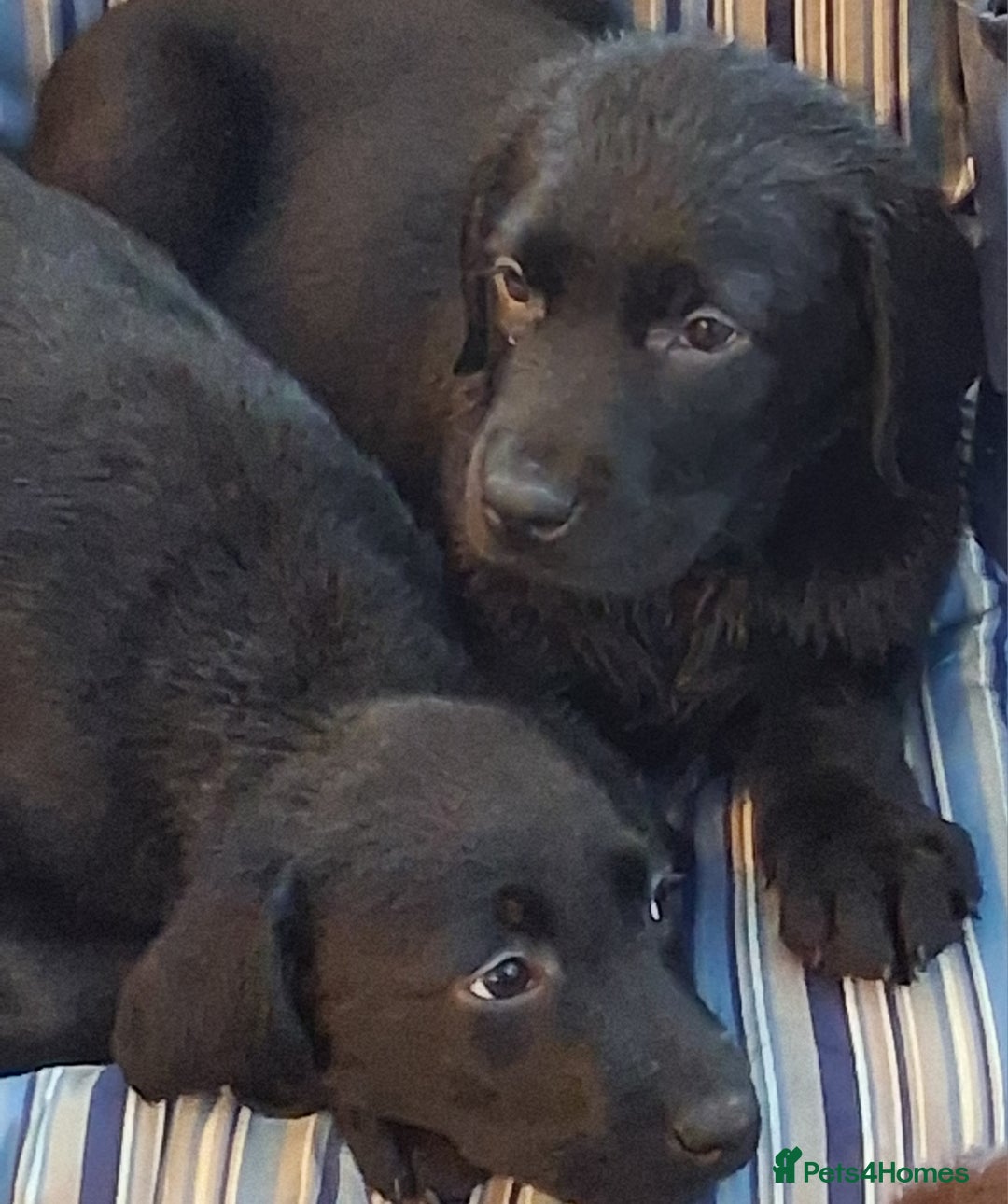 Labrador Retriever dogs for sale: Stunning big pedigree labrador puppies - Advert 19