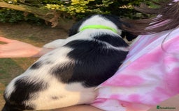 English Springer Spaniel dogs for sale: English Springer Spaniel Puppies - Image 10