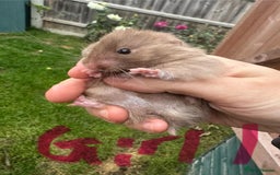 Hamster rodents for sale: Baby syrian hamsters males and females - Image 17