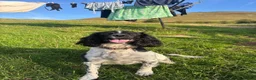 English Springer Spaniel dogs for sale: KC Registered English Springer Spaniels in Brecon - Advert 1
