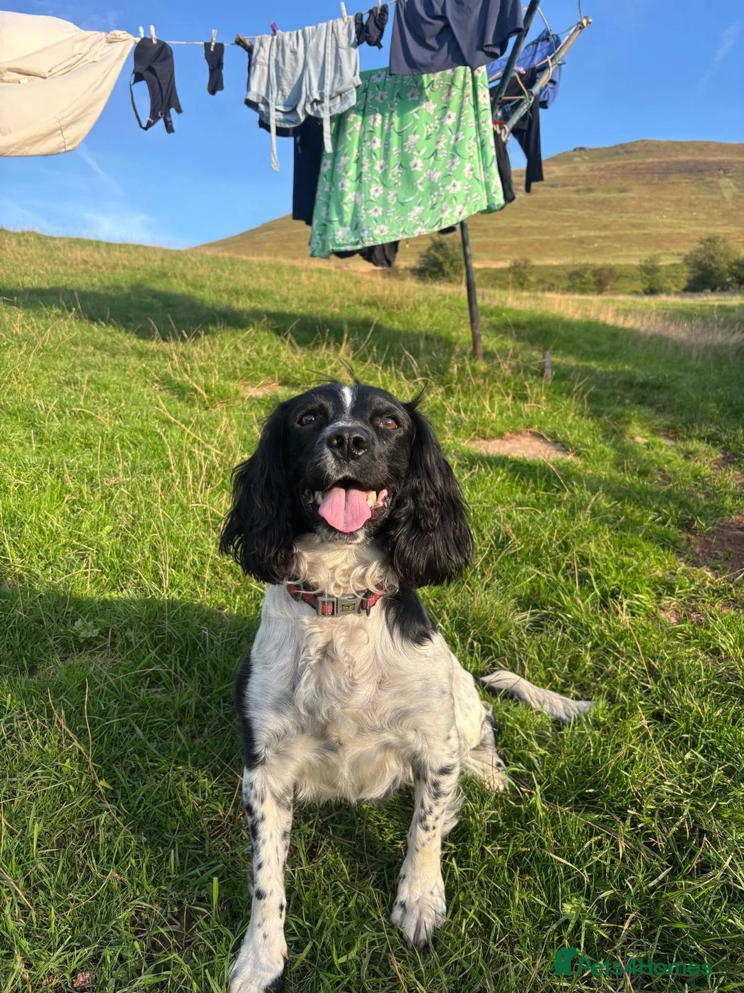 English Springer Spaniel dogs for sale: KC Registered English Springer Spaniels in Brecon - Advert 1