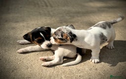 Jack Russell dogs for sale: Outstanding jack russels  - Image 7