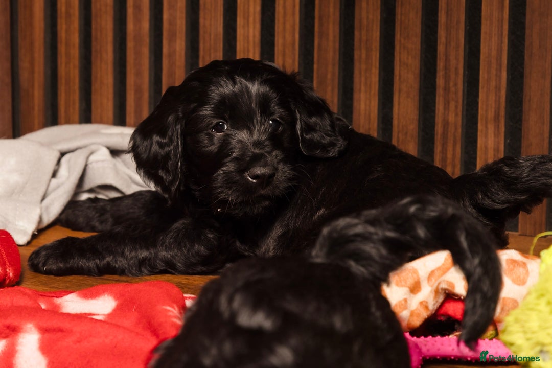 Goldendoodle dogs for sale: Health tested F1 Goldendoodle puppies  - Advert 3