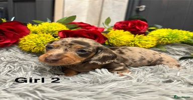 Miniature Dachshund dogs - Advert 4