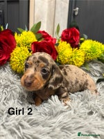 Miniature Dachshund dogs - Advert 1