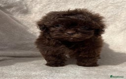 Shihpoo dogs for sale: Beautiful shihpoo - Image 5
