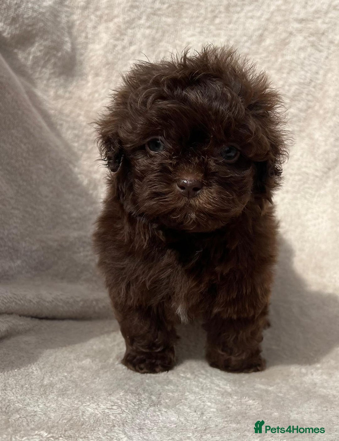 Shihpoo dogs for sale: Beautiful shihpoo - Image 5