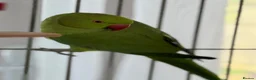 Ringnecks birds for sale:  Bonded Pair of Ringneck Parakeets - Advert 5