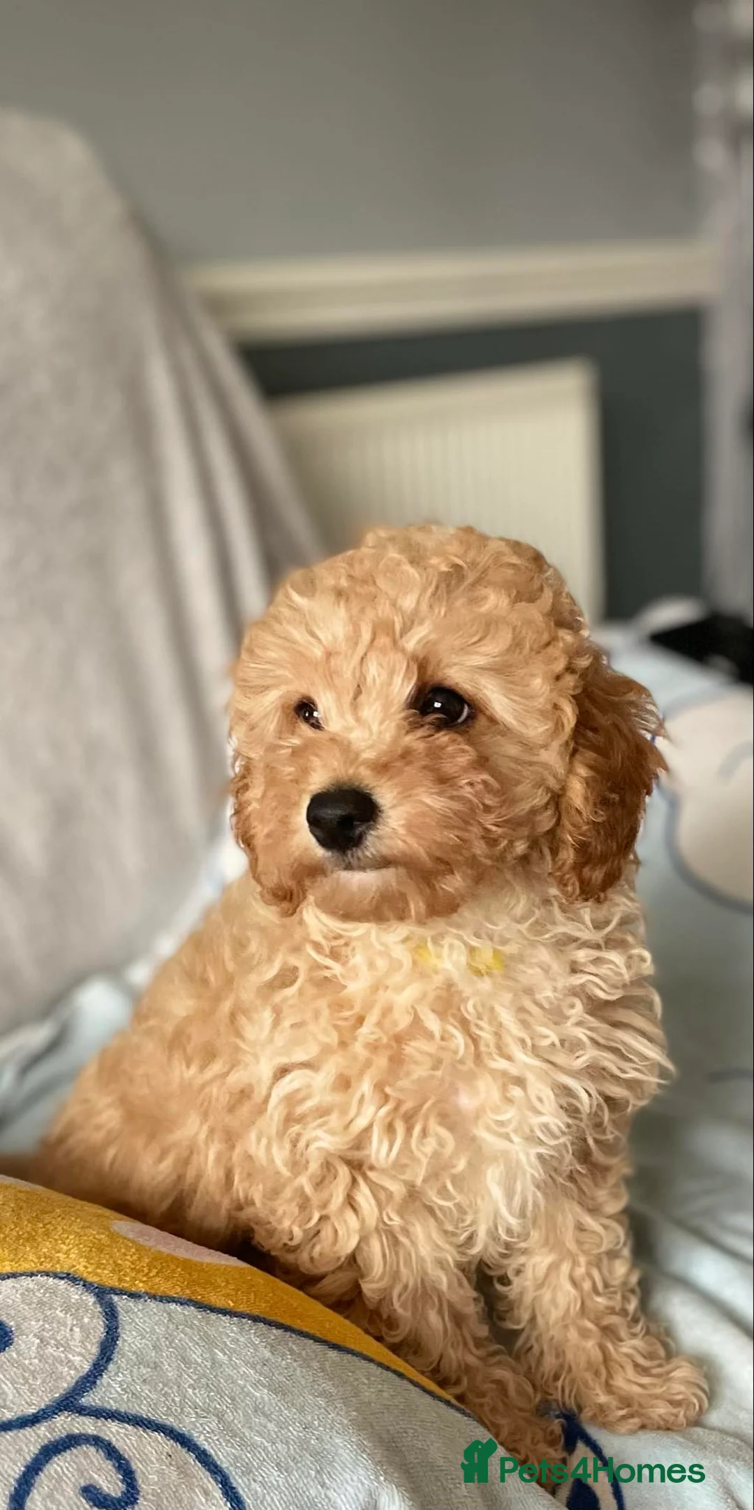 Gallery Image {{count}}