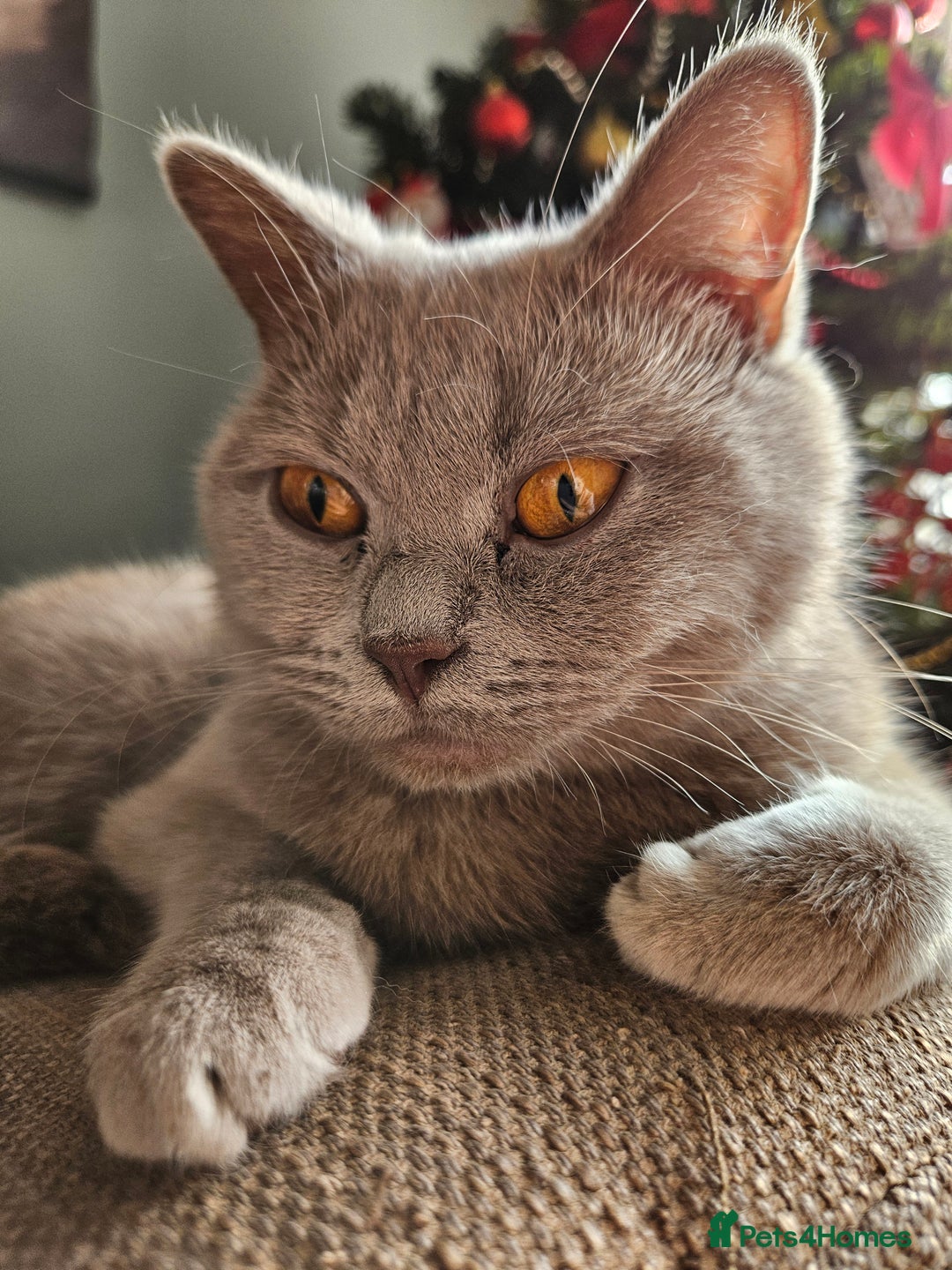 British Shorthair cats for sale: Lilac British Shorthair Girl - 20 mths - Advert 2