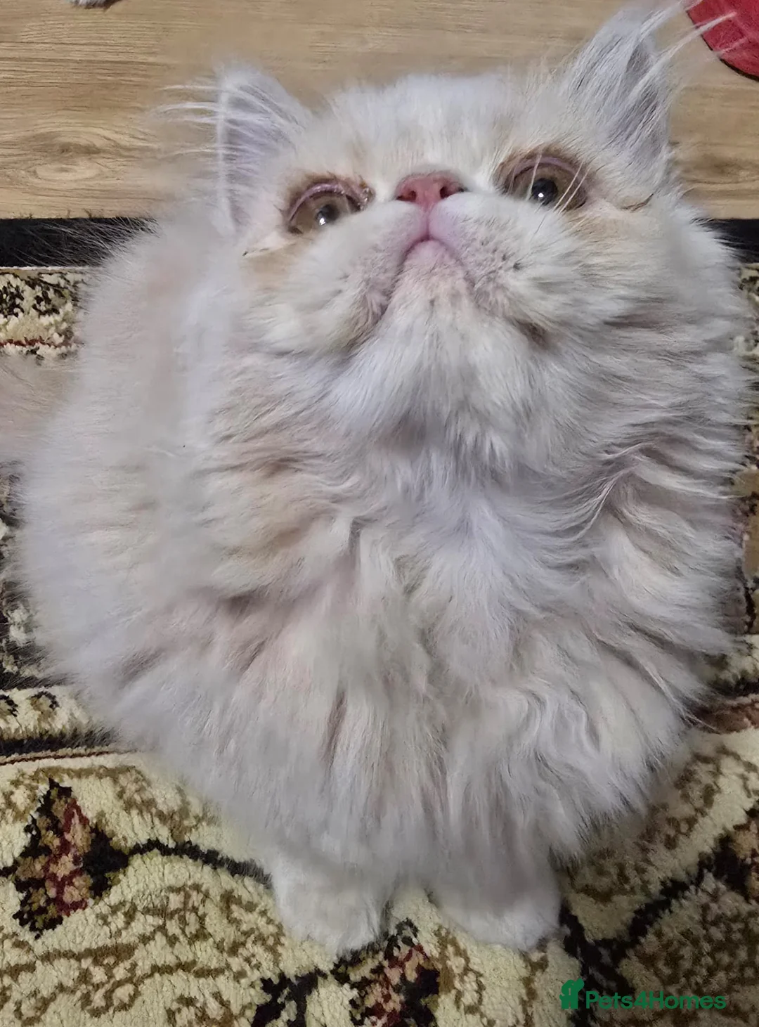 Persian cats for sale: Beautiful Pure Persian Boy Looking for Loving home - Advert 9