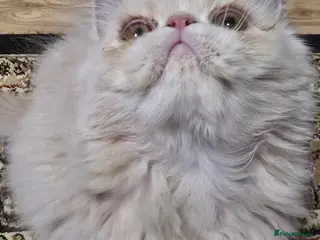 Persian cats Beautiful Pure Persian Boy Looking for Loving home - Advert 5